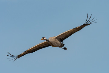 Fototapeta premium European Crane Flying