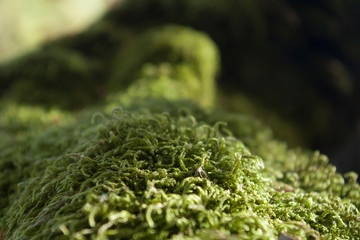 peat moss on a tree root, sphagnum close up