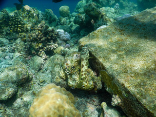 Fototapeta premium sea backgrounds