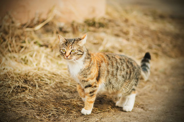 A striped red stray cat wanders along the  street in autumn and looks timidly puzzled into the distance.