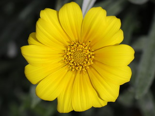 blooming flower in a park in Melbourne Australia