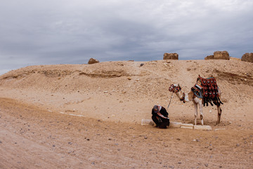 camel in the desert