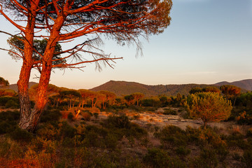 Natural Park Plaine des Maures and characteristic parasol pine (Pinus pinea) tree in very red...