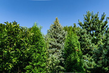 Fototapeta premium Huge blue Christmas tree grows in center among pines, firs and other evergreens against blue sky. Close-up. Christmas tree as decoration of landscaped garden. Nature concept for christmas design.
