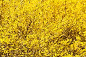 노란 개나리가 만개한 봄