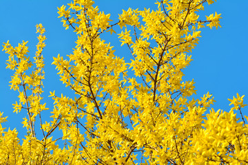 노란 개나리가 만개한 봄