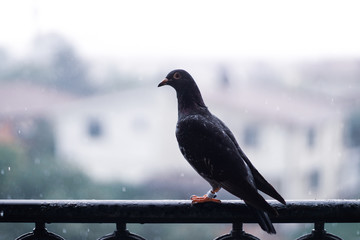 pigeon on the fence