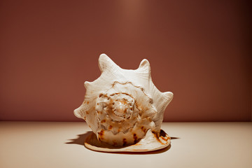 Cassis cornuta with a dark color background, light from above.