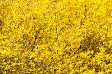 노란 개나리가 만개한 봄