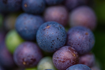 blue merlot grapes.close up 