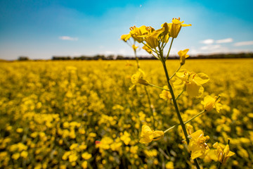 canola