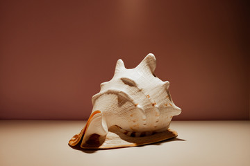 Cassis cornuta with a dark color background, light from above.