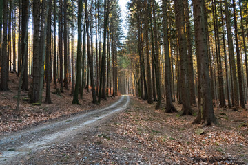 Hiking path and sunset in beautiful woods panoramic view, inspirational summer landscape in forest. Walking footpath or biking path, dirt road