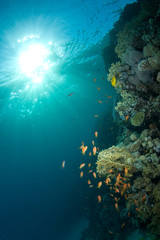 Fototapeta na wymiar tropical fish on a coral reef, sun rays