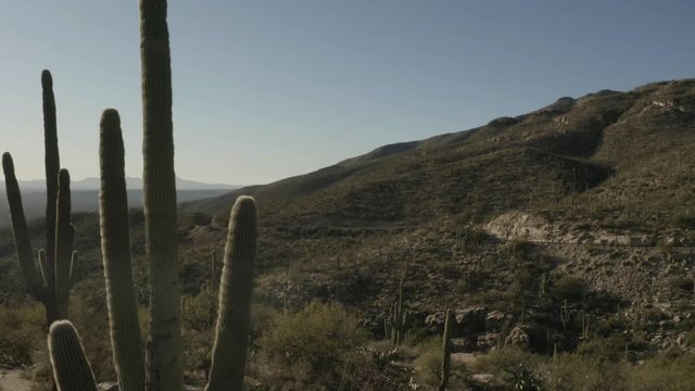 Drone flying sideways through a forest of saguaro cacti in mountainous terrain on Mt Lemmon in Tucson, Arizona