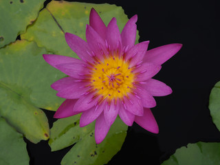 un fiore rosa