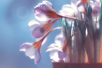 spring or summer flowers background / vintage toning nature landscape flowers © kichigin19