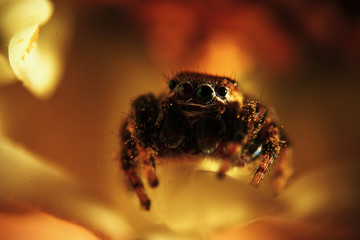 Large spider in the wild