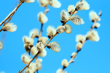 willow branches spring background, abstract blurred view of spring early march easter