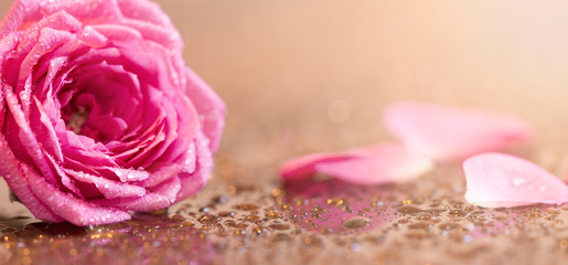 Obraz na płótnie Canvas Summer nature concept, pastel pink rose flower and petals. Web banner with copy space.