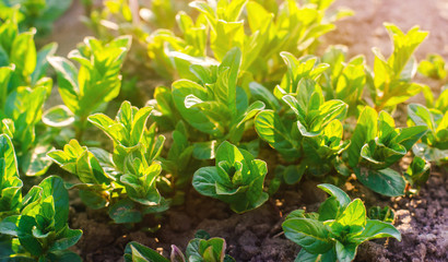 Fresh leaves of green young mint grow in the garden on a sunny day. Natural wallpaper. Aromatherapy. Selective focus.