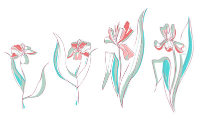 Hand Sketched Tulips. Floral Illustration.