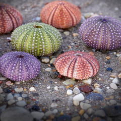 collection of colorful sea urchin shells close up on the seaside, filtered image