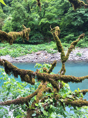 high-altitude river and green trees in the mountains. outdoors in an open area.