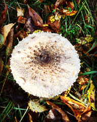 a ripe mushroom in the autumn grass. big white mushroom in autumn. green and yellow leaves.