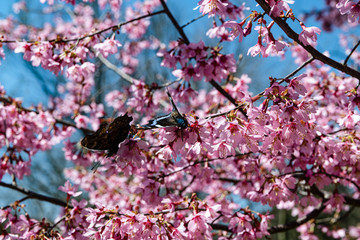 樹木公園で満開期をむかえたおかめ桜