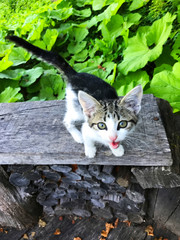 a small kitten stands on a wooden bench in the Park and cries. the little cat yawns.