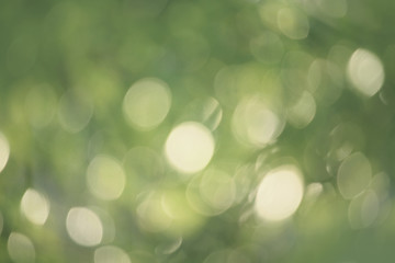 Obraz premium Bokeh green nature, Subtle background in abstract style for graphic design