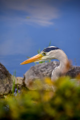 great blue heron