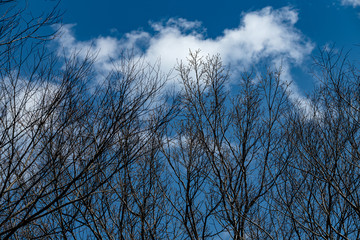 青空に伸びる木立