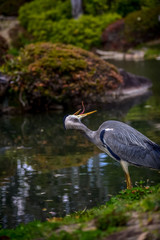 great blue heron