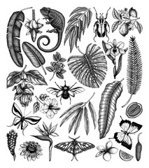 Tropical plants and animals vector collection. Hand drawn exotic flowers, citrus fruits, palm leaves, tropical insects and chameleon.  © sketched-graphics