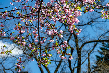 樹木公園　三月の河津桜