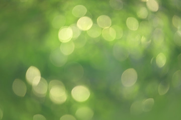 Fototapeta premium Bokeh green nature, Subtle background in abstract style for graphic design