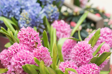 Obraz premium Flowering hyacinths on the florist shop window. Abundant flowering branches Flower business