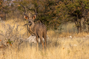 Large male kudu in the savannah, Etosha National Park, Namibia