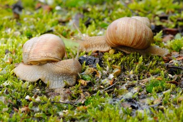 Two snails crawling in moss after rain. Genus species Helix pomatia.