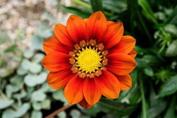 Orange Flower With Perfect Petals