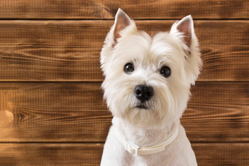 West highland white Terrier sits on a wooden background. - obrazy, fototapety, plakaty