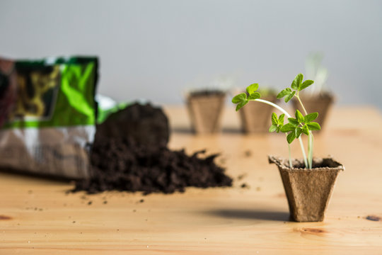 Seedling. Saplings and scattered soil.  Plants in peat pots. Planting seedlings of onions, bushels, ipomea in peat pots on a wooden background. Agriculture. Planting seedlings i