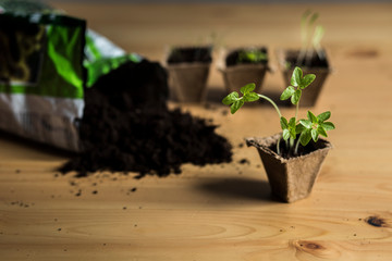 Seedling. Saplings and scattered soil.  Plants in peat pots. Planting seedlings of onions, bushels, ipomea in peat pots on a wooden background. Agriculture. Planting seedlings i