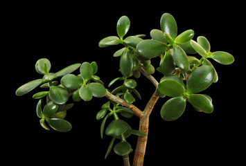 Succulent jade plant (Crassula ovata) or money tree with green leaf isolated on black background.