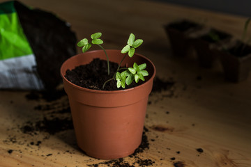 Seedling. Saplings and scattered soil.  Plants in peat pots. Planting seedlings of onions, bushels,...