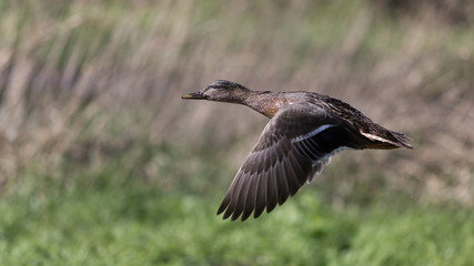 Flying female duck