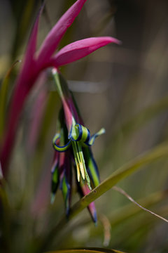FIORITURA