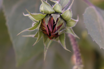 sunflower bud plant photo